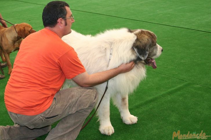 Concurso canino
Participando en la final
