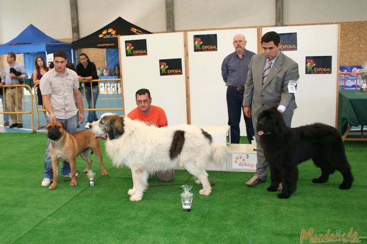 Concurso canino
Entrega de premios Grupo 2:
1º MASTIN DEL PIRINEO - 2º BULLMASTIFF - 3º TERRANOVA
