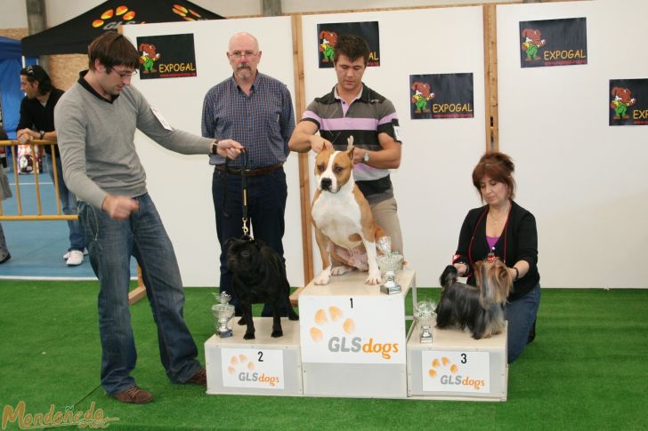 Concurso canino
Entrega de premios Grupo 3:
1º AMERICAN STAFORDSHIRE TERRIER - 2º STAFFORDSHIRE TERRIER - 3º YORKSHIRE TERRIER
