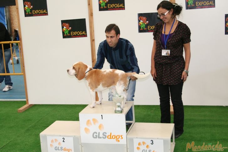 Concurso canino
Entrega de premios Grupo 6:
1º BEAGLE
