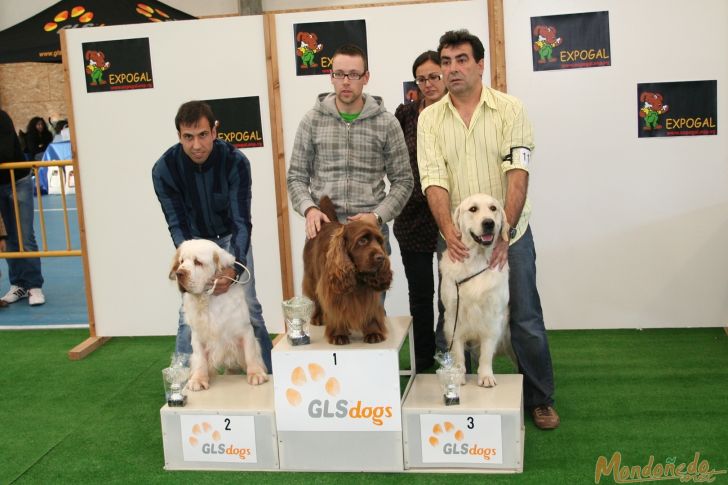 Concurso canino
Entrega de premios Grupo 8:
1º SUSSEX SPANIEL - 2º CLUMBER SPANIEL - 3º GOLDEN RETRIEVER
