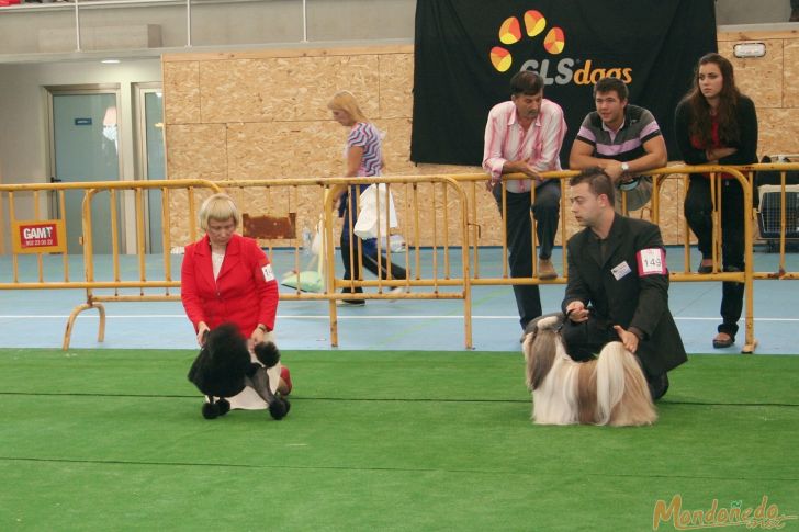 Concurso canino
Participando en la final
