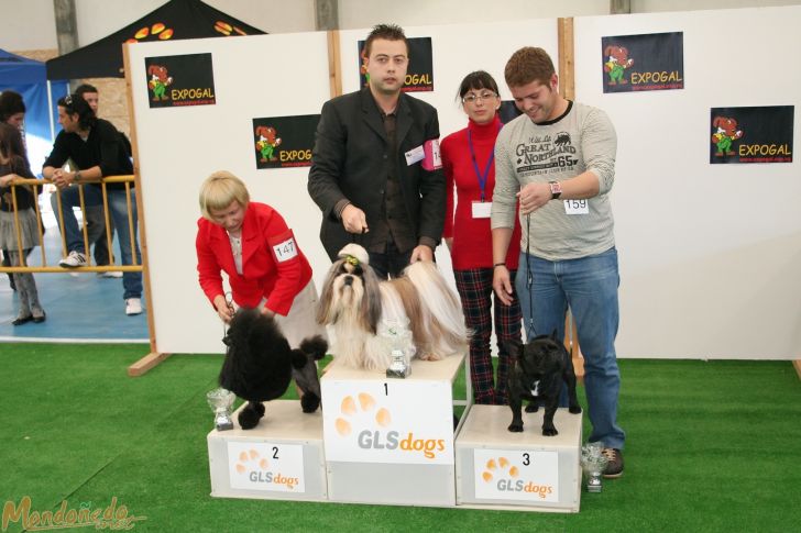 Concurso canino
Entrega de premios Grupo 9:
1º SHITZU - 2º CANICHE TOY - 3º BULLDOG FRANCES
