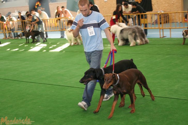 Concurso canino
Final del concurso
