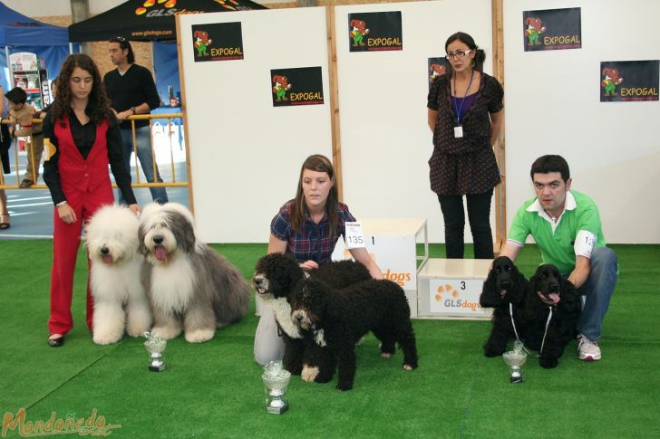 Concurso canino
Parejas:
1º PERRO DE AGUA - 2º BOBTAIL - 3º COCKER SPANIEL
