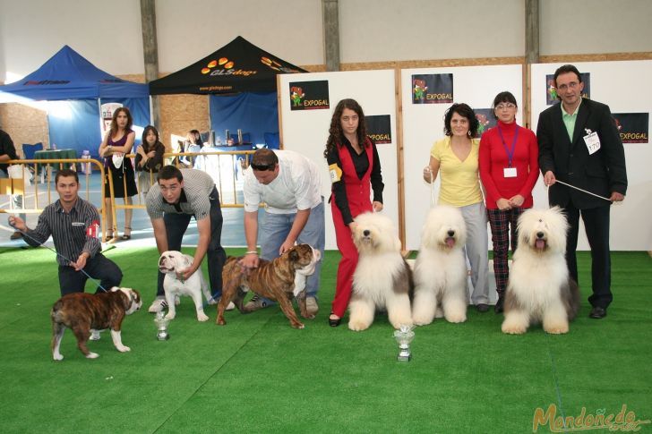 Concurso canino
Grupo de cría:
1º BOBTAIL - 2º BULLDOG INGLES
