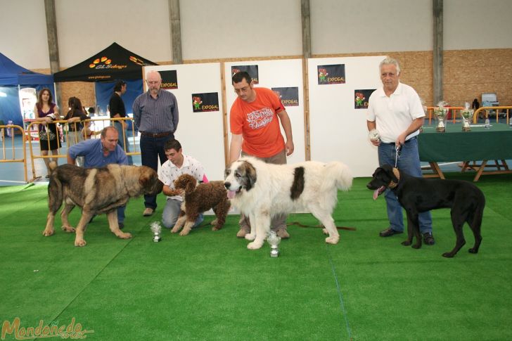 Concurso canino
Razas españolas. Entrega de premios
