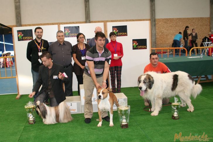 Concurso canino
Los mejores del concurso (BIS):
1º AMERICAN STAFFORDSHIRE TERRIER - 2º SHITZU - 3º MASTIN DEL PIRINEO
