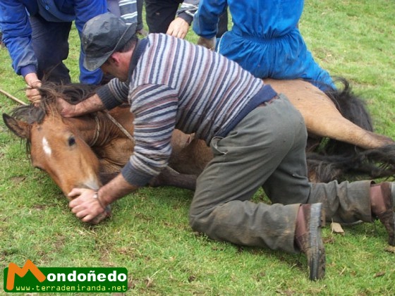 Rapa das Bestas
Luchando con los caballos.
