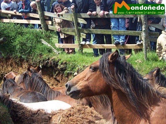 Rapa das Bestas
Los caballos entran en el curro.
