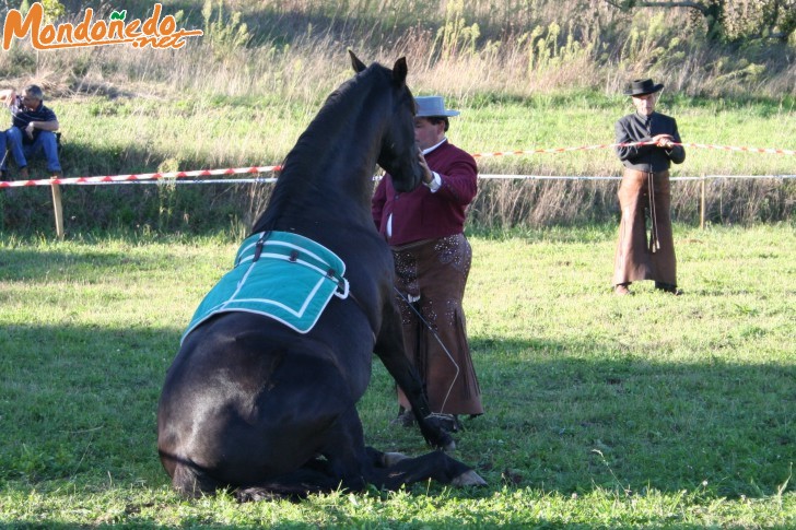 As San Lucas 2006
Exhibición con caballos de Pura Raza Española
