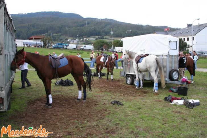 As San Lucas 2006
Caballos participantes en el Horse-Ball
