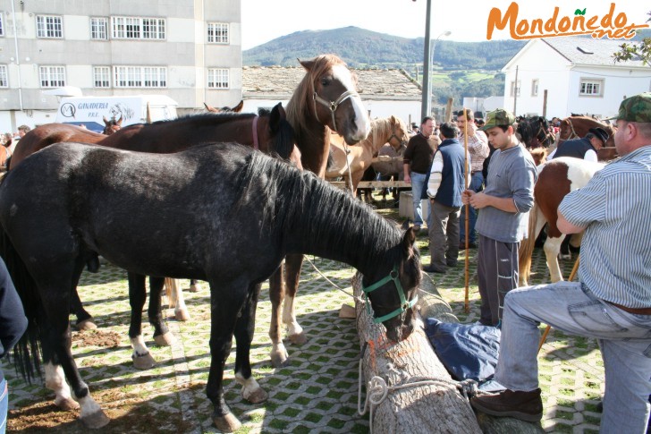 As San Lucas 2006
Caballos en la feria
