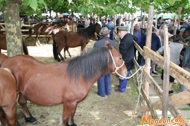 As San Lucas 2006
Feria de Ganado
