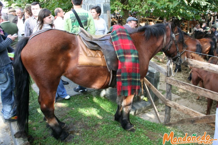 As San Lucas 2006
Caballos de la feria
