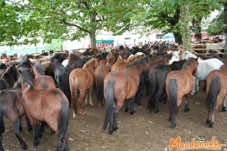 As San Lucas 2006
Caballos de As San Lucas
