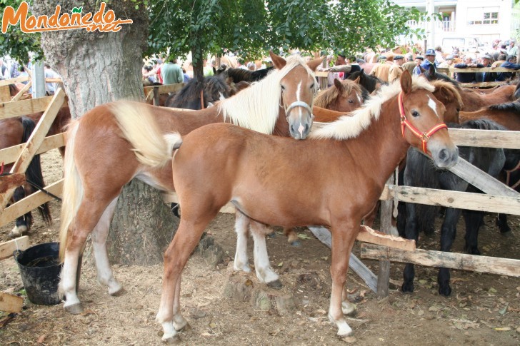 As San Lucas 2006
Caballos de la feria
