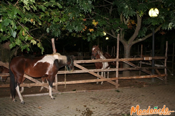 As San Lucas 2006
Pasando la noche
