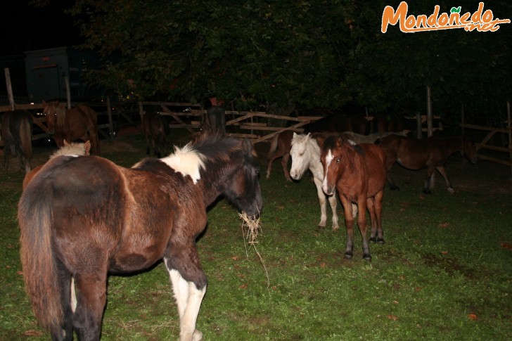 As San Lucas 2006
Pasando la noche en el Campo dos Paxariños
