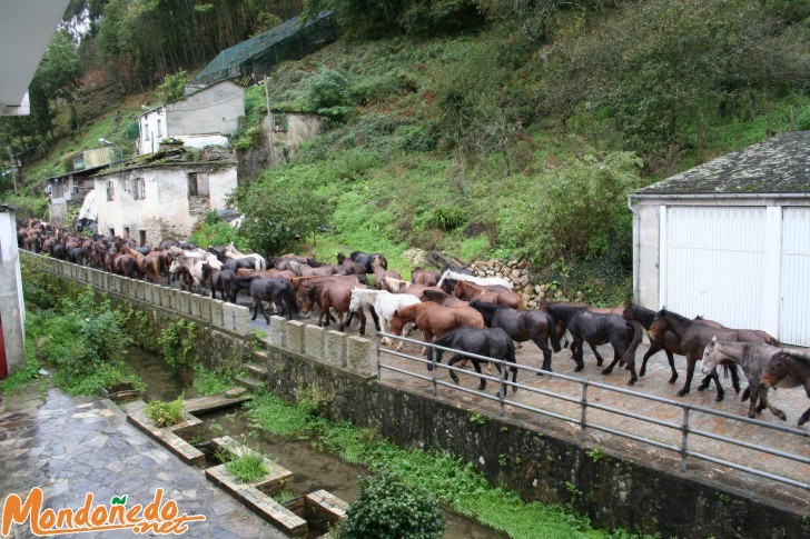 As San Lucas 2006
Caballos volviendo al monte
