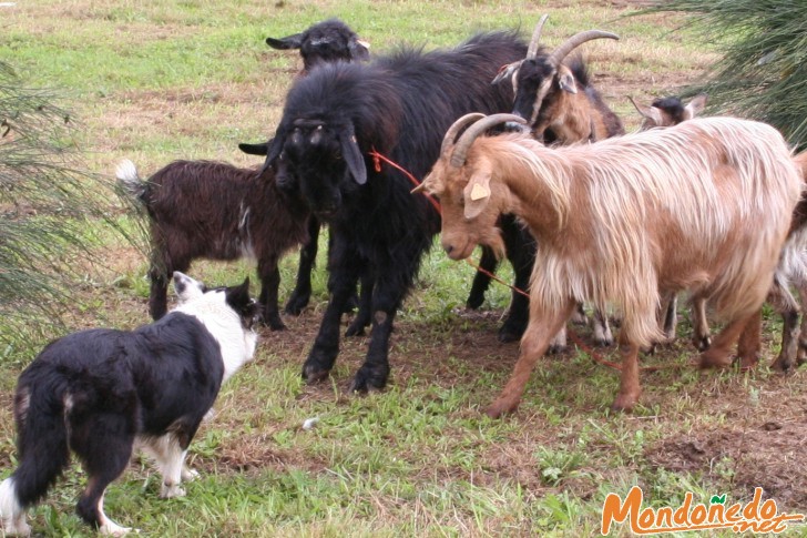 As San Lucas 2006
Pastoreo con perros Border Collie
