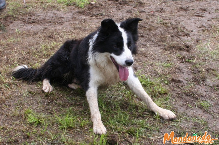 As San Lucas 2006
Un perro de la raza Border Collie
