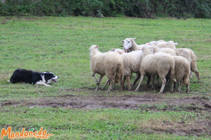 As San Lucas 2006
Manejo de ganado con perros Border Collie
