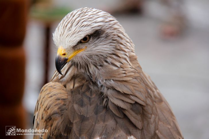 Sábado
Aves de cetrería
