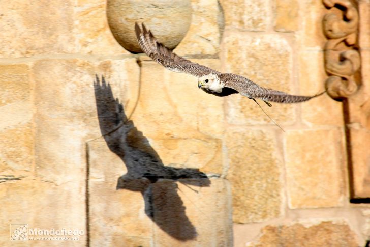 Sábado
Aves de cetrería
