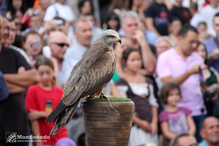 Sábado
Aves de cetrería
