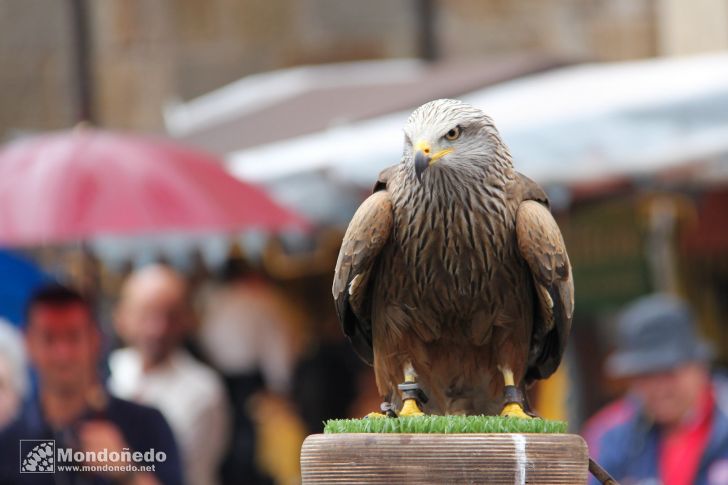 Domingo
Aves de cetrería
