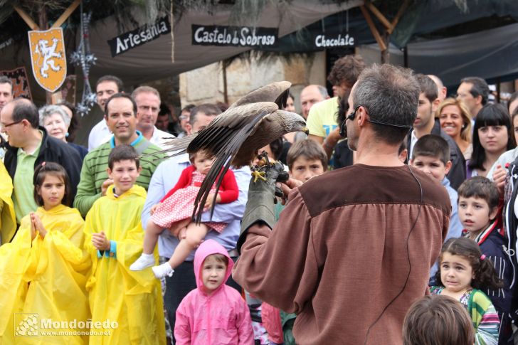 Domingo
Aves de cetrería
