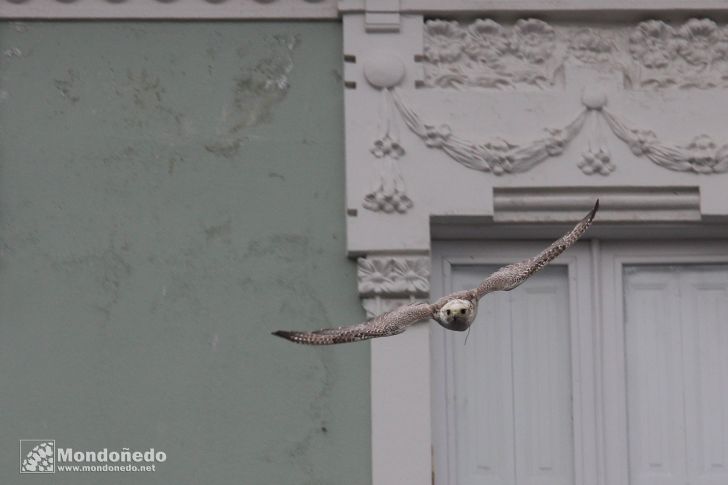 Domingo
Aves de cetrería
