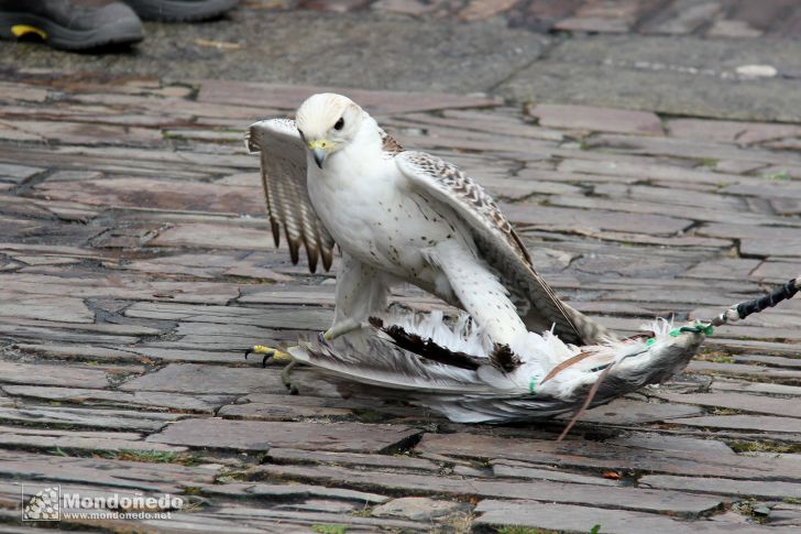 Domingo
Aves de cetrería
