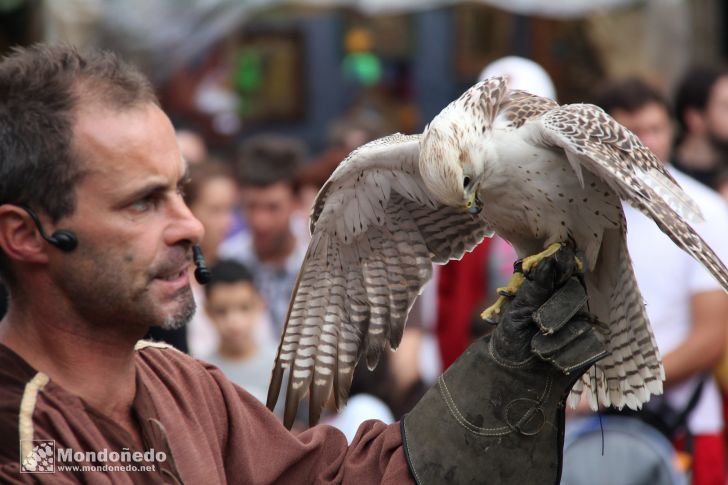 Domingo
Aves de cetrería
