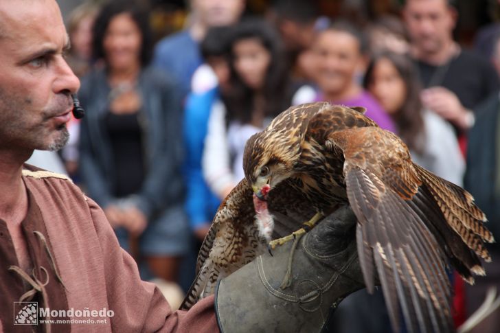 Domingo
Aves de cetrería
