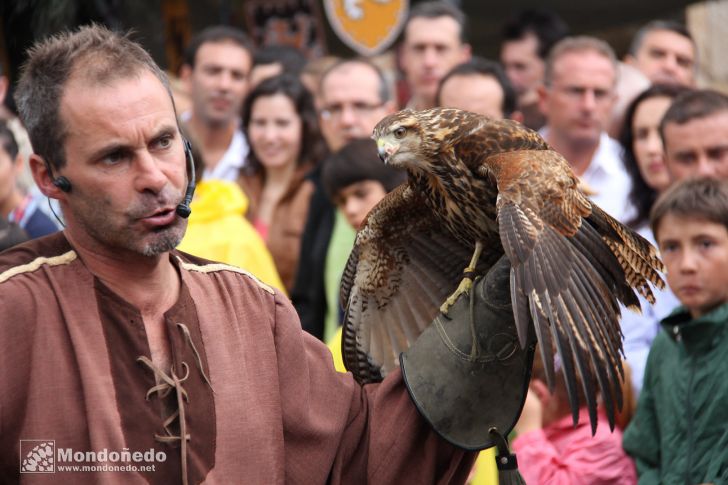 Domingo
Aves de cetrería
