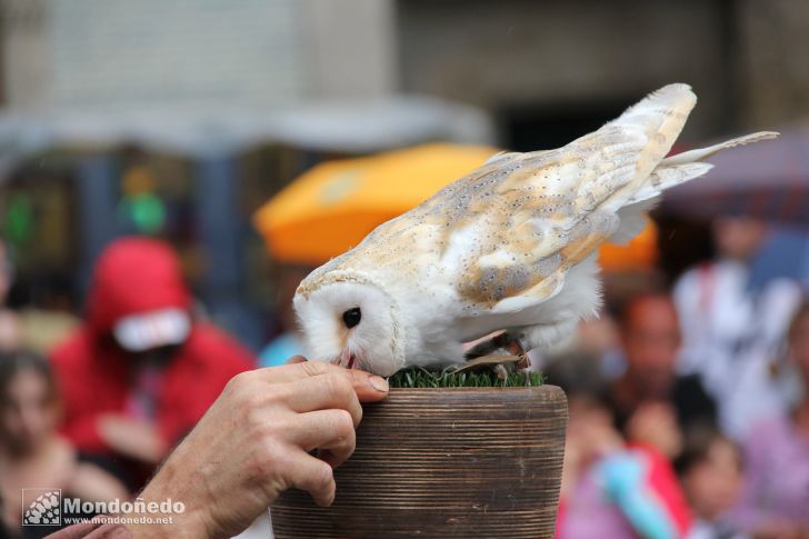 Domingo
Aves de cetrería
