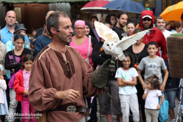 Domingo
Aves de cetrería
