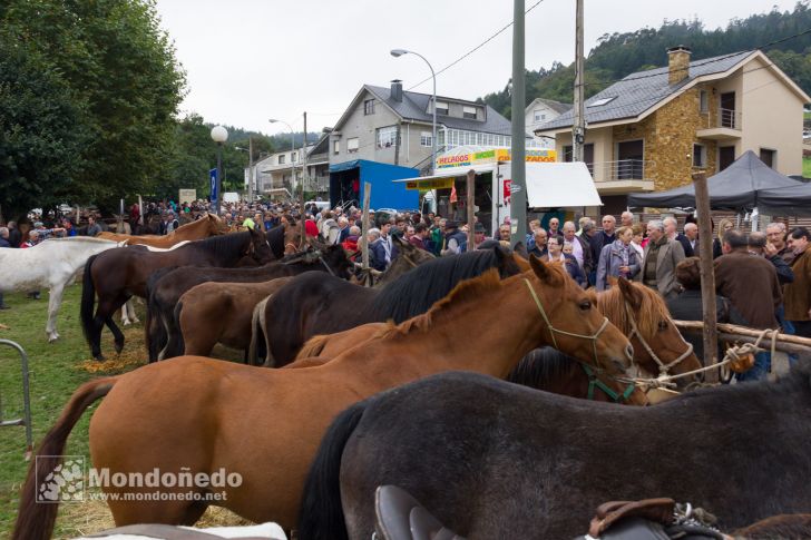 As San Lucas
Feria de ganado
