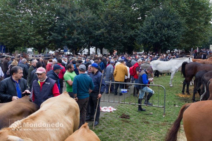 As San Lucas 2016
Feria de ganado
