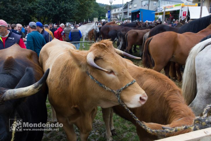 As San Lucas 2016
Feria de ganado
