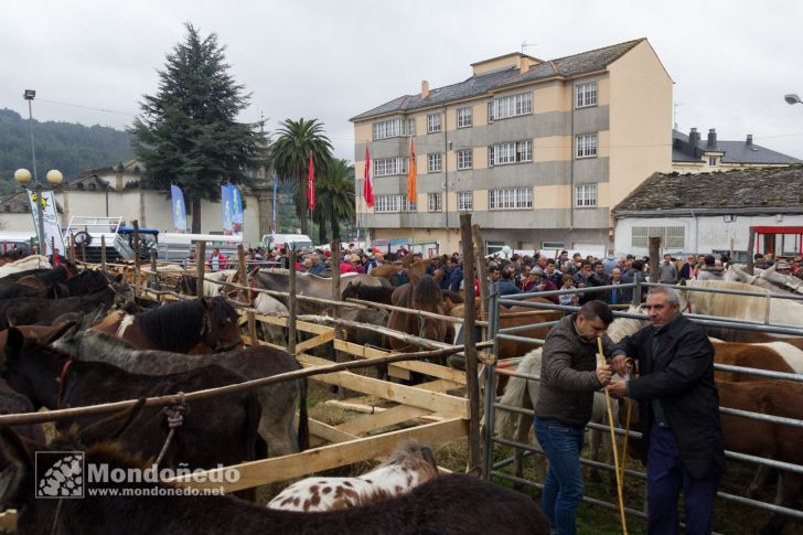 As San Lucas 2016
Feria de ganado
