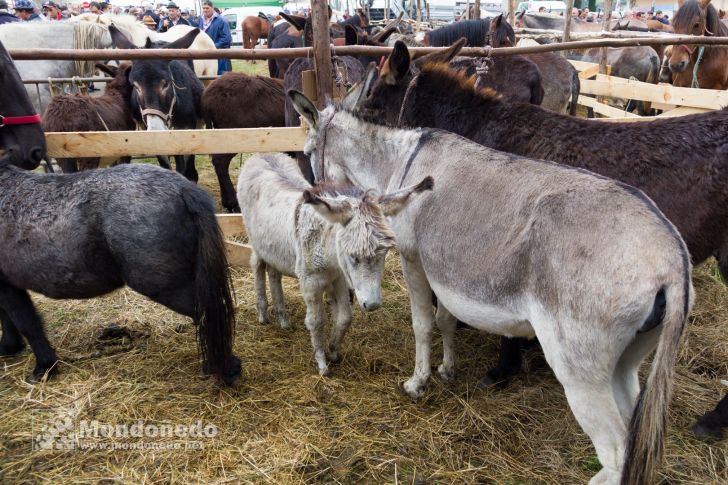 As San Lucas
Feria de ganado
