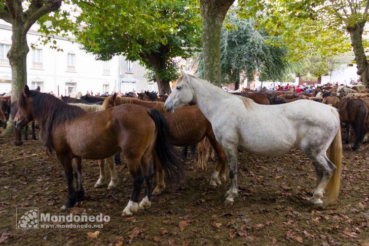 As San Lucas
Feria de ganado
