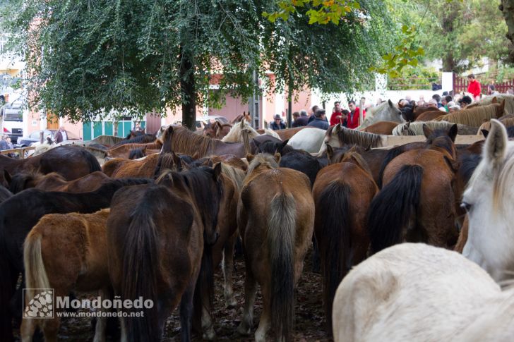 As San Lucas 2016
Feria de ganado
