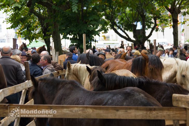 As San Lucas
Feria de ganado
