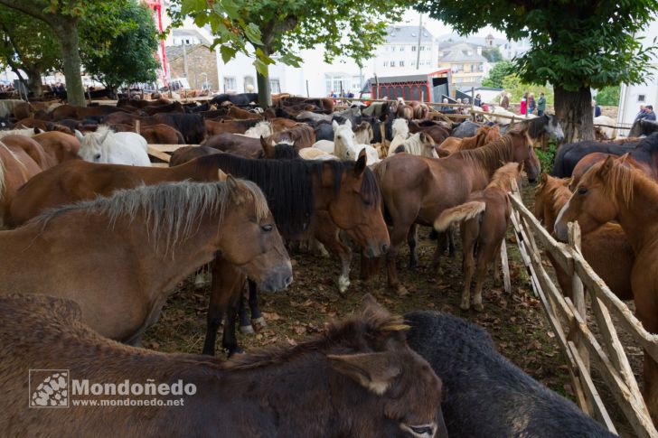 As San Lucas
Feria de ganado
