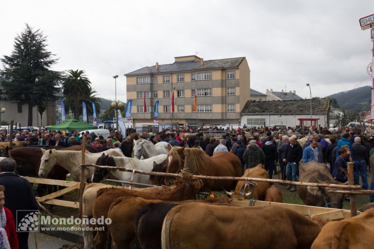 As San Lucas 2016
Feria de ganado
