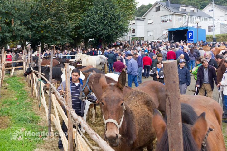 As San Lucas 2016
Feria de ganado
